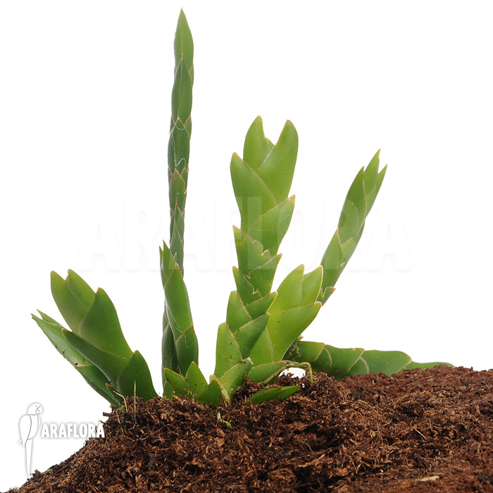 Oberonia lycopodioides ‘Imbricata’