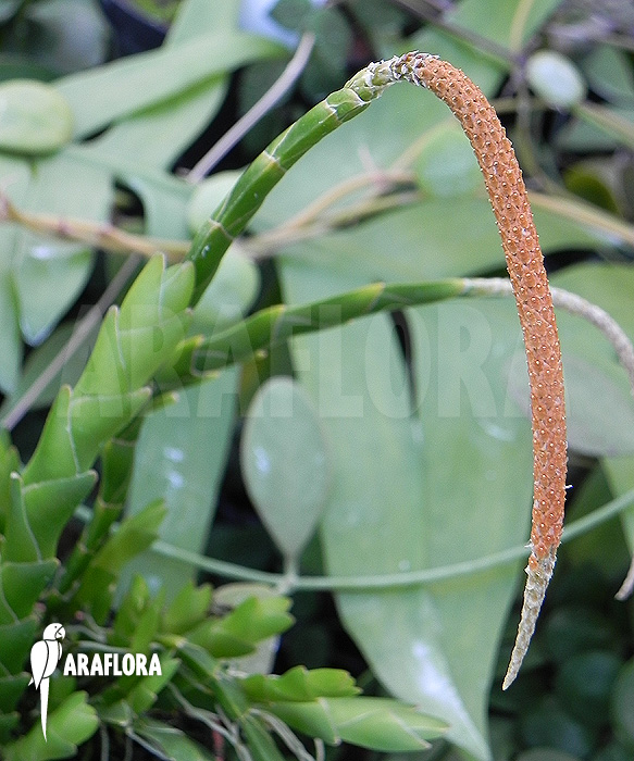 Oberonia lycopodioides ‘Imbricata’