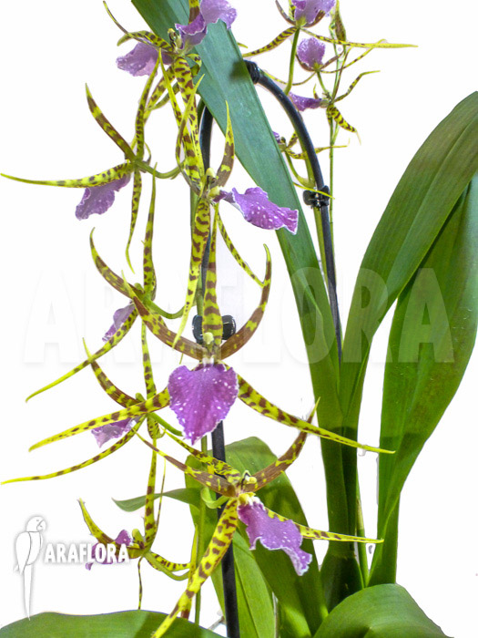 Odontobrassia Billabong ‘Celle’