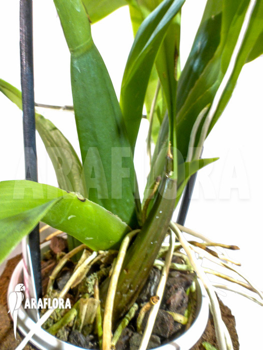 Odontobrassia Billabong ‘Celle’