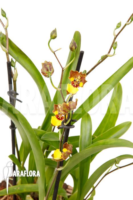 Oncidium-croesus-L-2