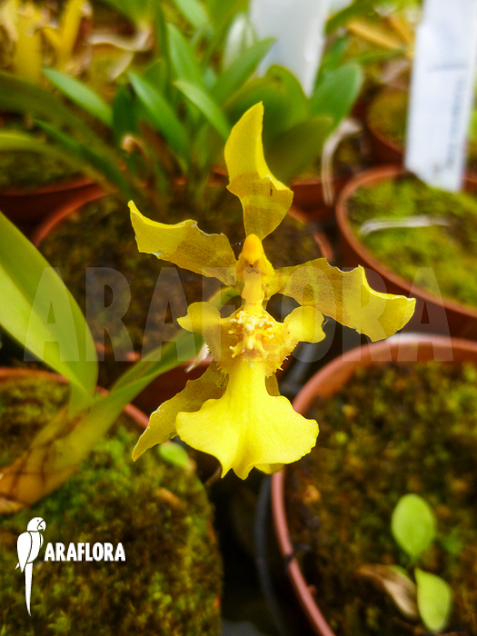 Oncidium longipes