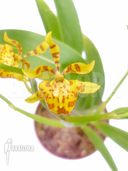 Oncidium meirax