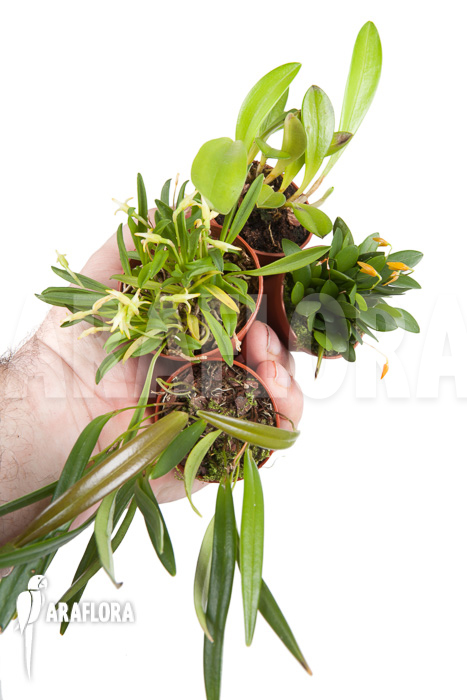 Orchid mini botanical 4 species