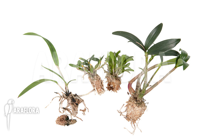 Orchid starter package botanical 3