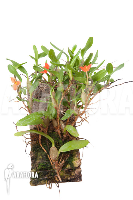 Ornithidium sophronitis ‘mounted’