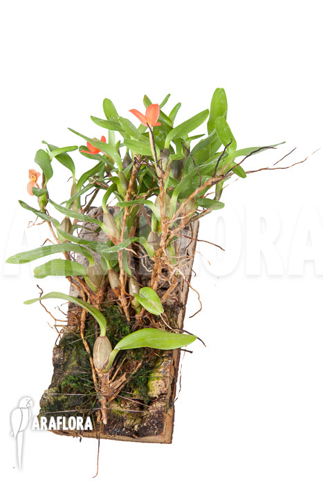 Ornithidium sophronitis ‘mounted’