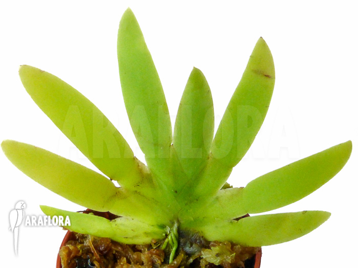 Ornithocephalus gladiatus