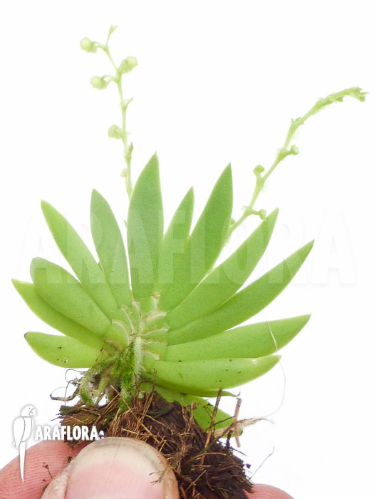 Ornithocephalus species ‘Ho02’