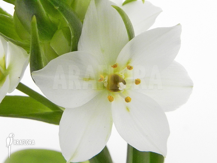 Ornithogalum thyrsoides