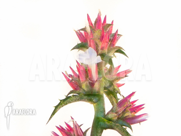 Orthophytum conquistense