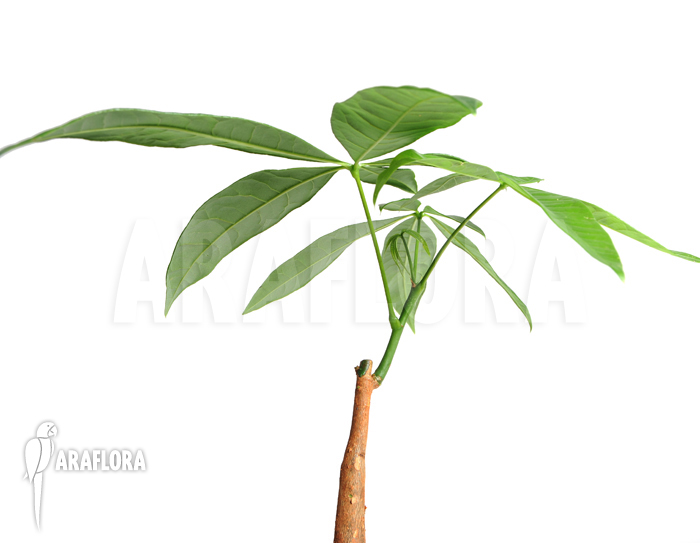 Pachira aquatica ‘S’