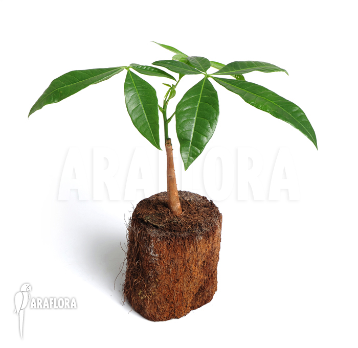 Pachira aquatica ‘S’