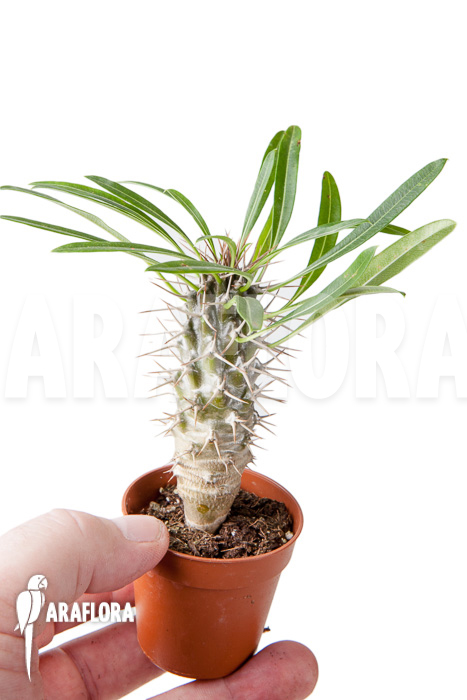 Pachypodium lamerei ‘S’