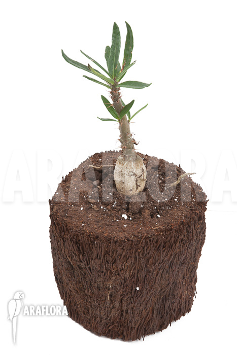 Pachypodium succulentum starter