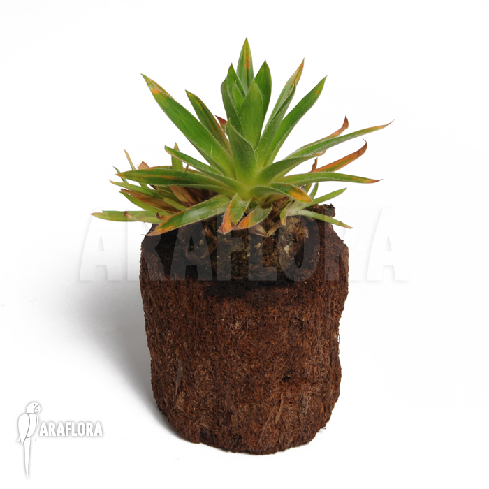 Paepalanthus costaricensis