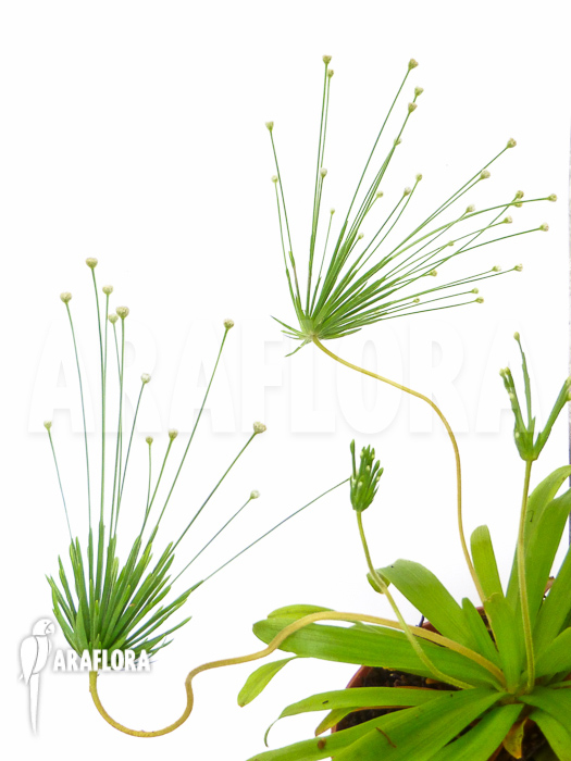 Paepalanthus species Cerro Neblinae