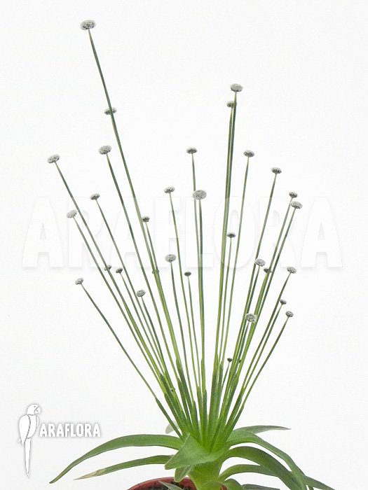 Paepalanthus tortilis