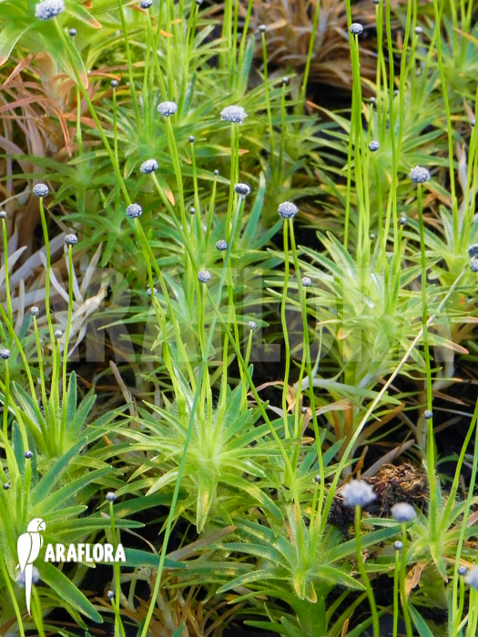 Paepalanthus tortilis