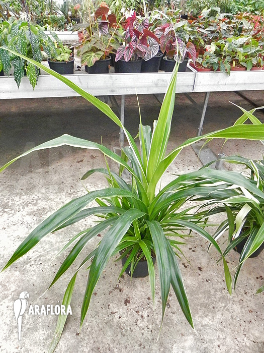 Pandanus amaryllifolius