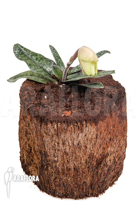 Paphiopedilum concolor