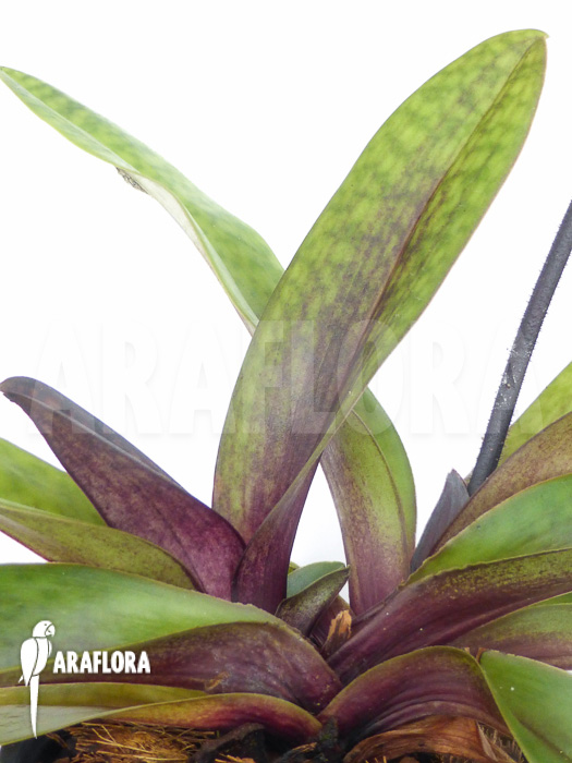 Paphiopedilum maudiae vinicolor