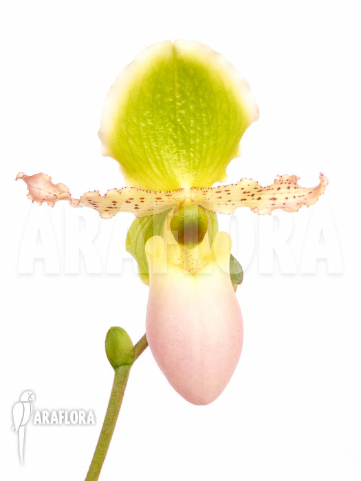 Paphiopedilum pinocchio