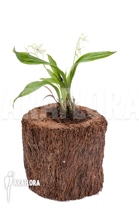 Paradisanthus micranthus