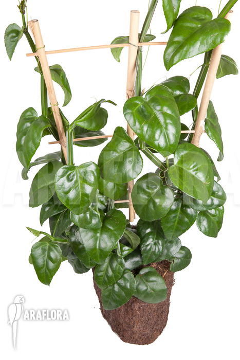 Parthenocissus quadragfolia