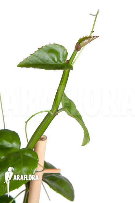 Parthenocissus quadragfolia