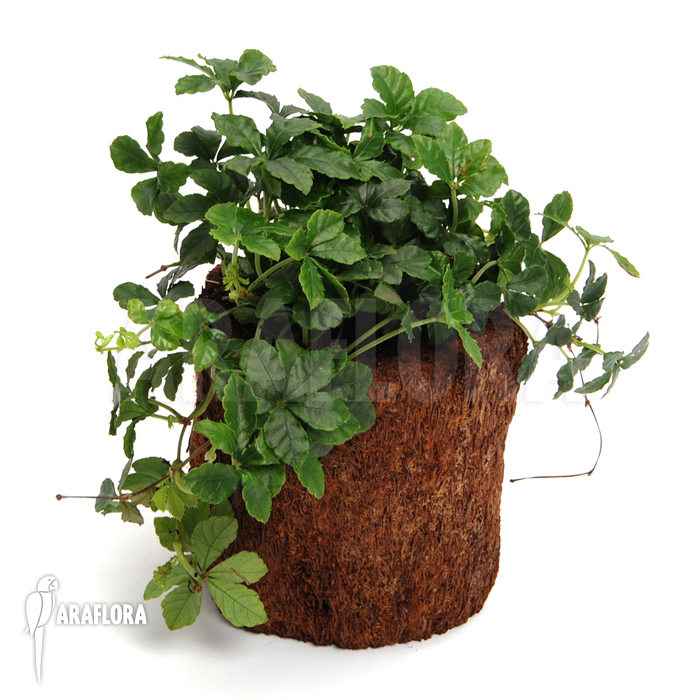 Parthenocissus striata