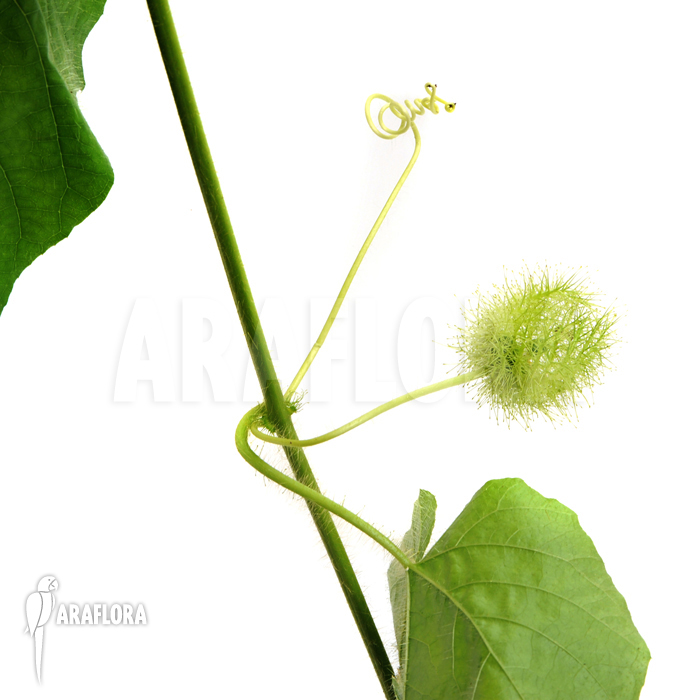 Passiflora foetida ‘Platanal’