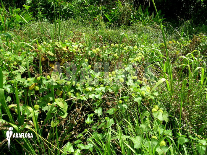 Passiflora foetida ‘Platanal’