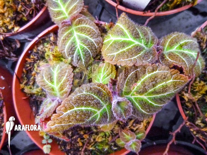 Pearcea hypocyrtiflora Ecuador
