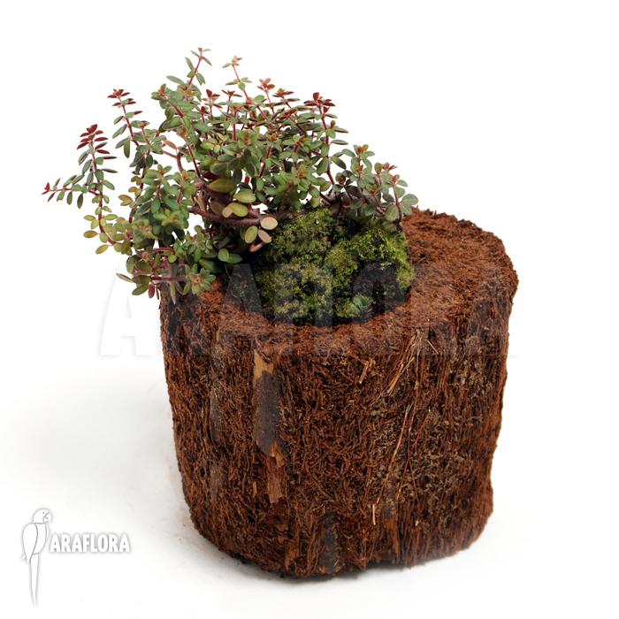 Peperomia aceramarcana