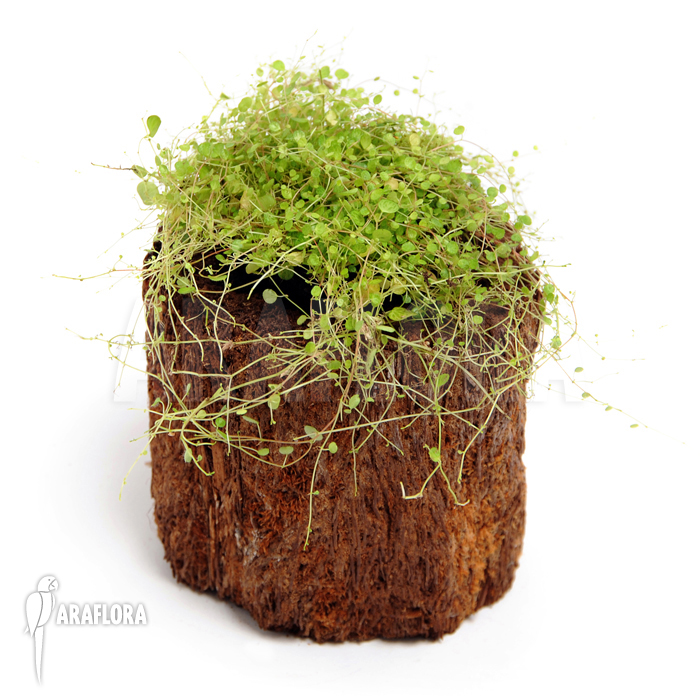 Peperomia emarginella