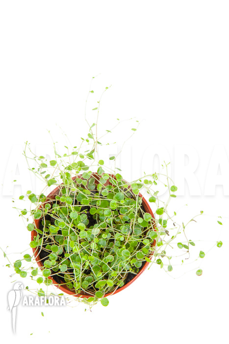 Peperomia emarginella “Starter”