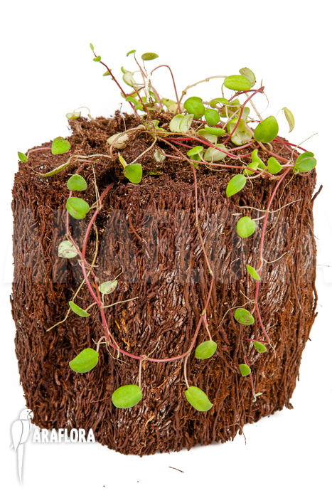 Peperomia fagerlindii