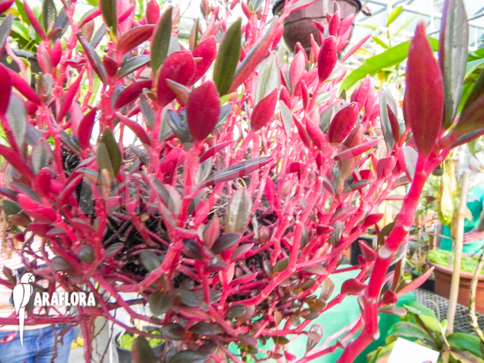 Peperomia flexicaulis