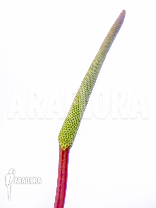 Peperomia graveolens