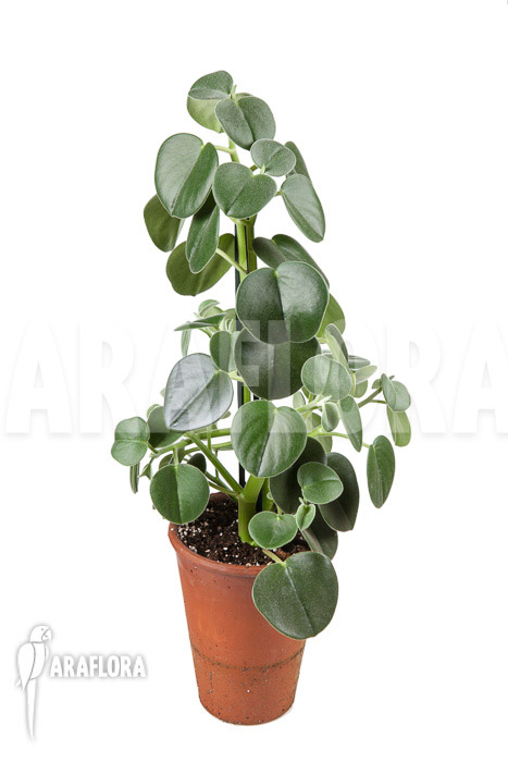 Peperomia hovaria
