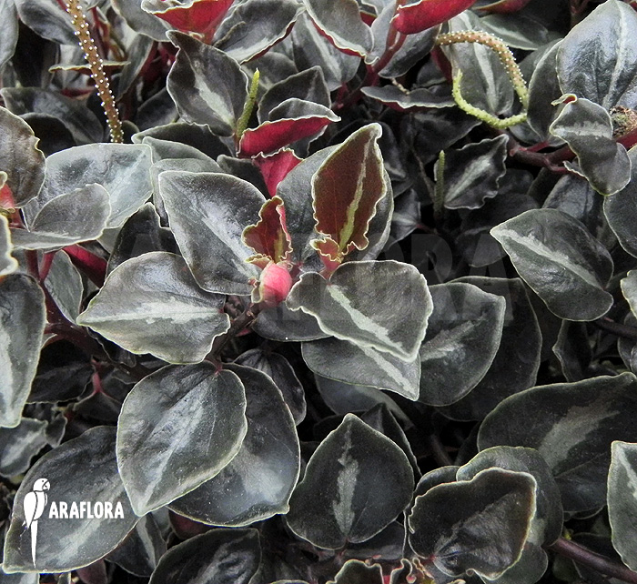 Peperomia metallica var. colombiana