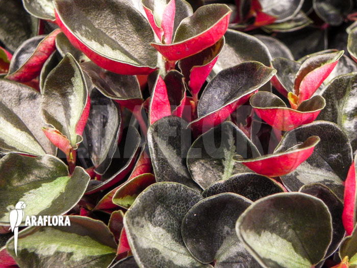 Peperomia metallica var. colombiana