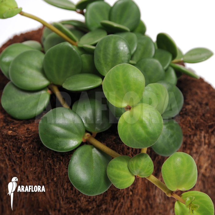 Peperomia pecuniifolia