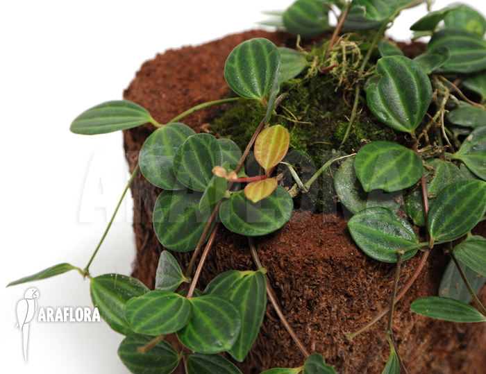 Peperomia quadrangularis