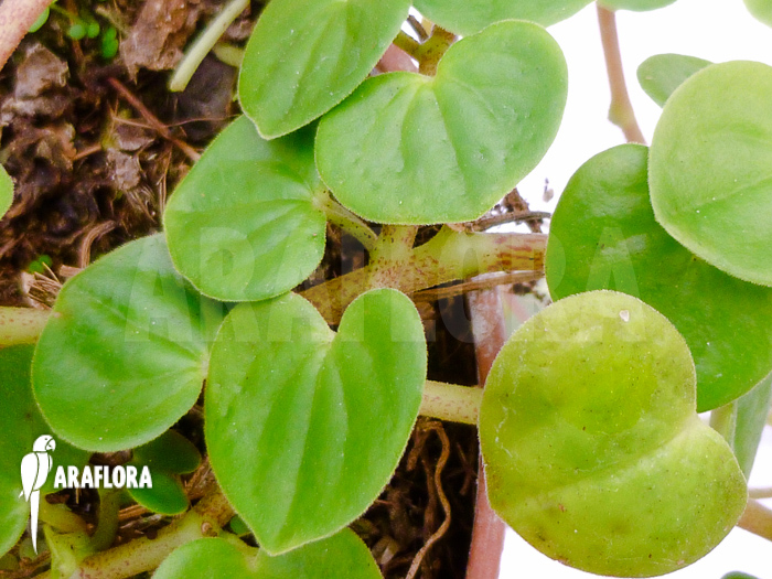 Peperomia serpens ‘Costa Rica’