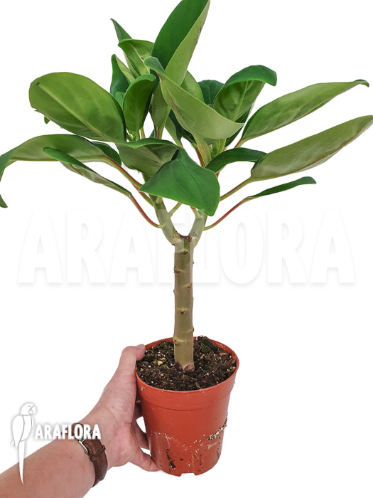 Peperomia vestita var. lindenii