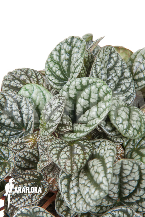 Peperomia x burbella