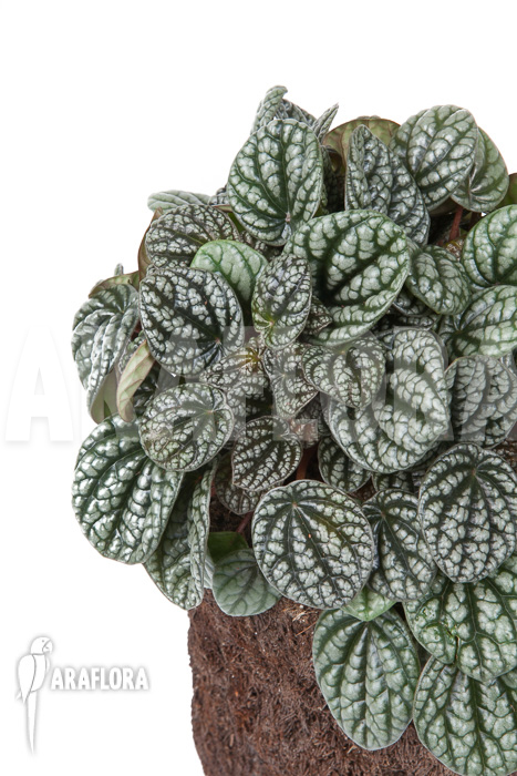 Peperomia x burbella