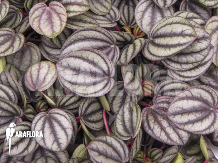 Peperomia x piccolo banda